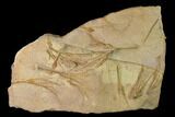 Plate Of Ordovician Crinoid Fossils - Marzane, Morocco #171271-1